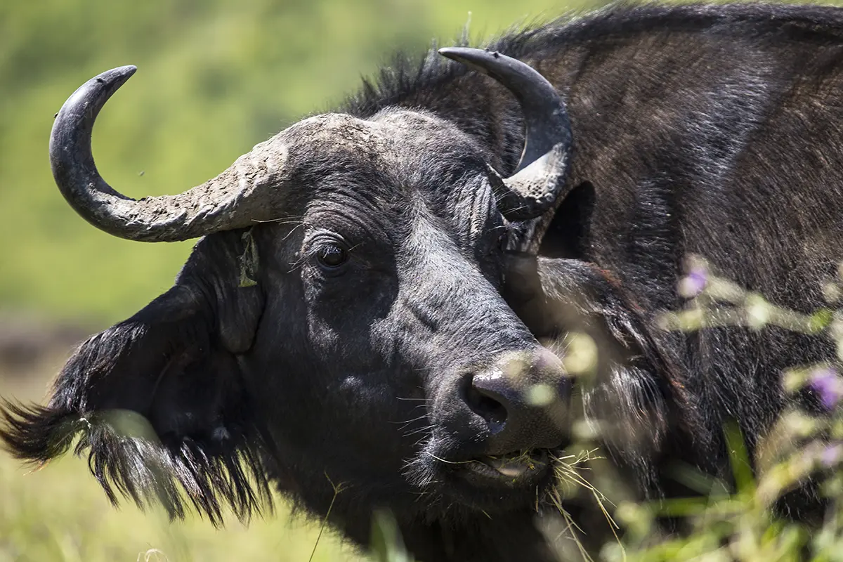 bufalo-gal-2