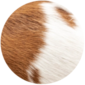 caprino